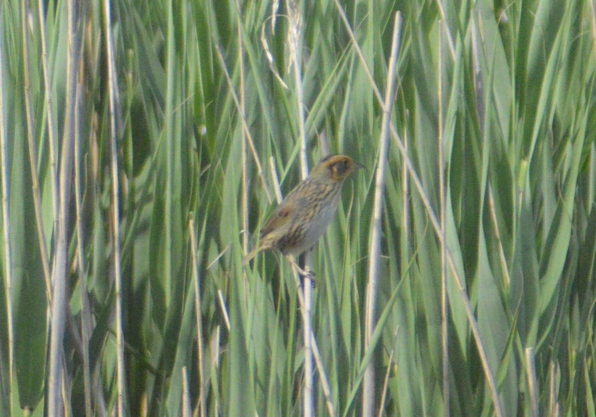 Saltmarsh Sparrow - ML619914183