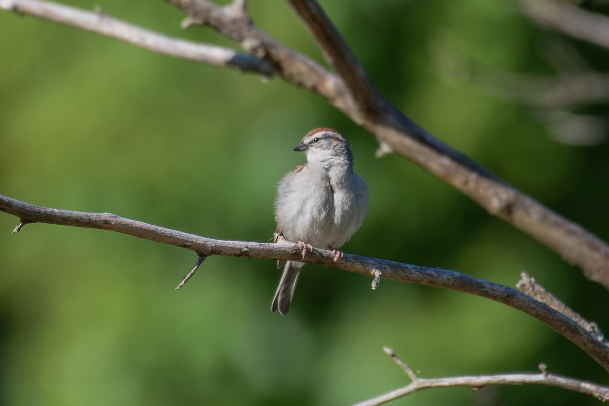 Chipping Sparrow - ML619914189