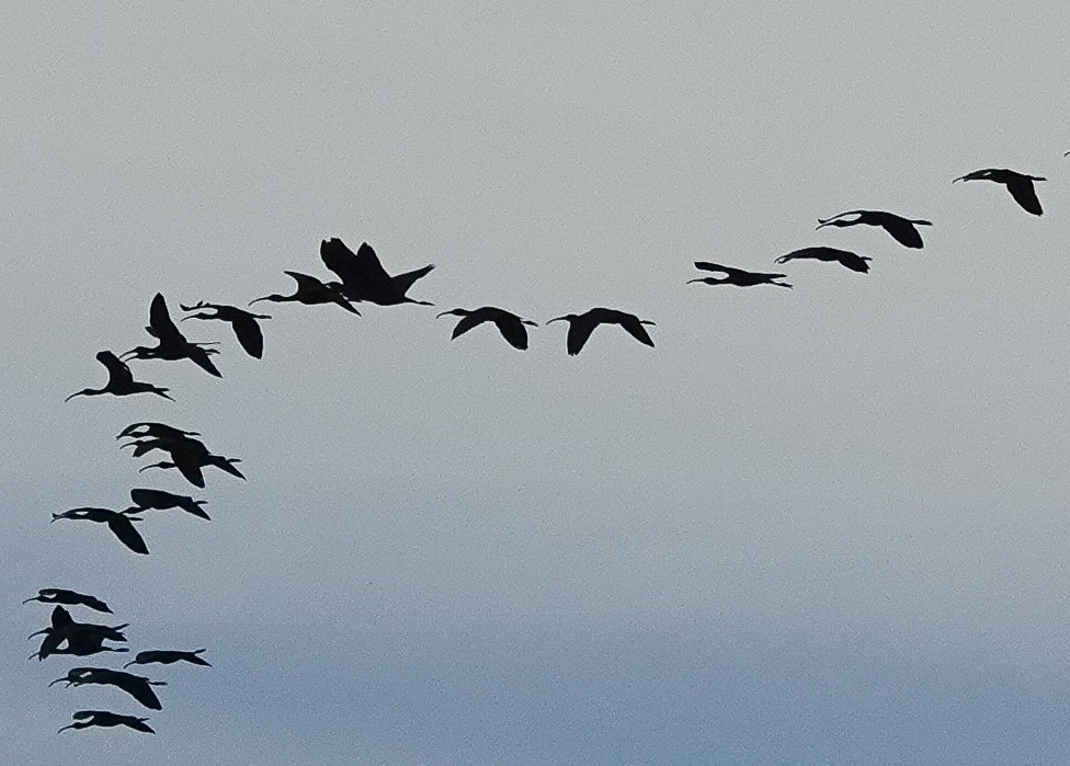 Glossy Ibis - ML619914192