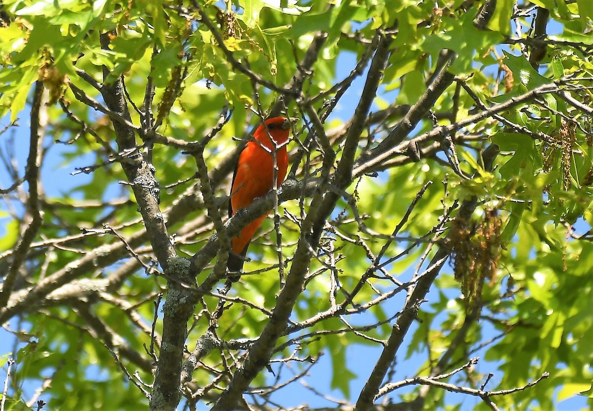 Scarlet Tanager - ML619914223
