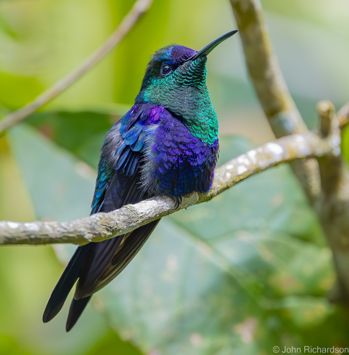Crowned Woodnymph (Northern/Colombian Violet-crowned) - ML619914227