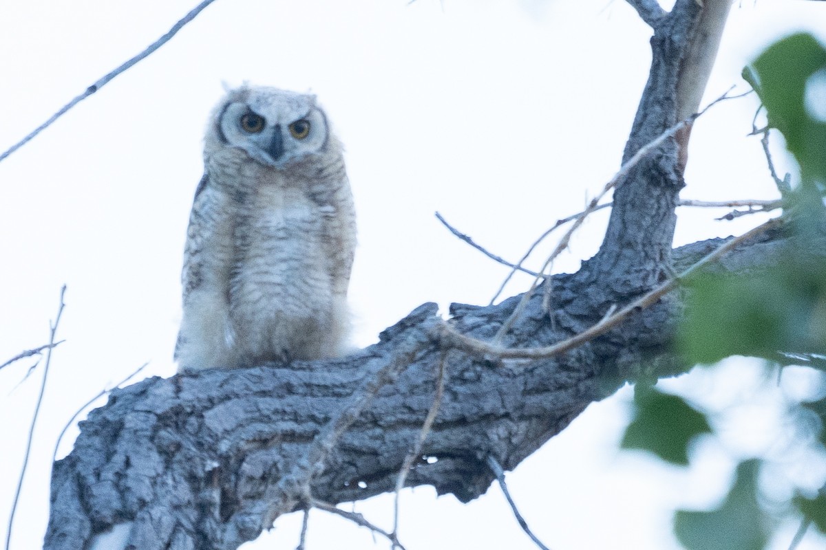 Great Horned Owl - ML619914232