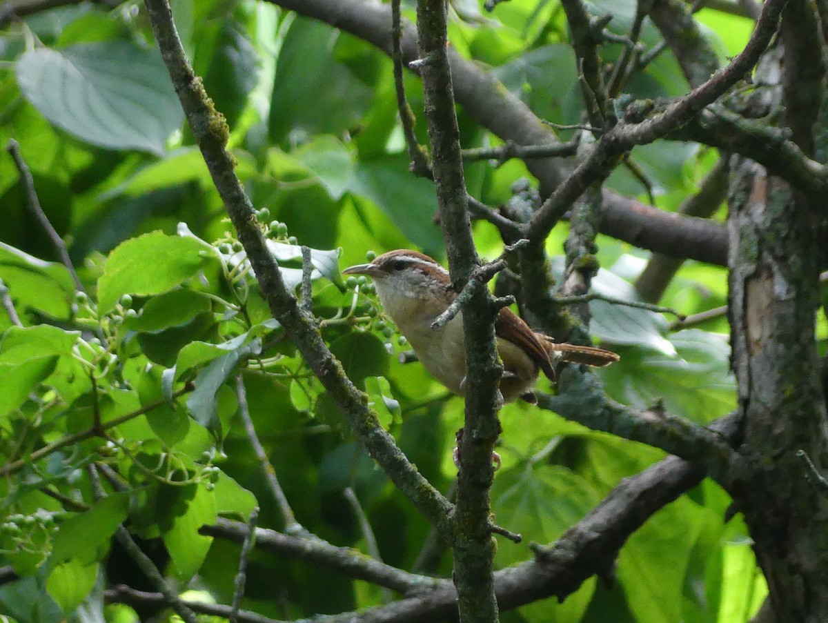 Carolina Wren - Chris Davis