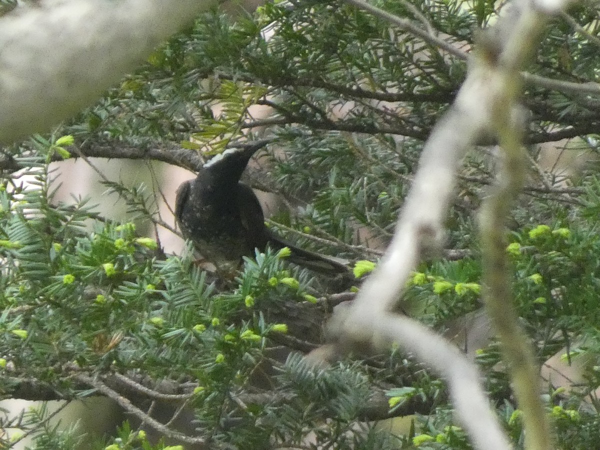 Siberian Thrush - ML619914246