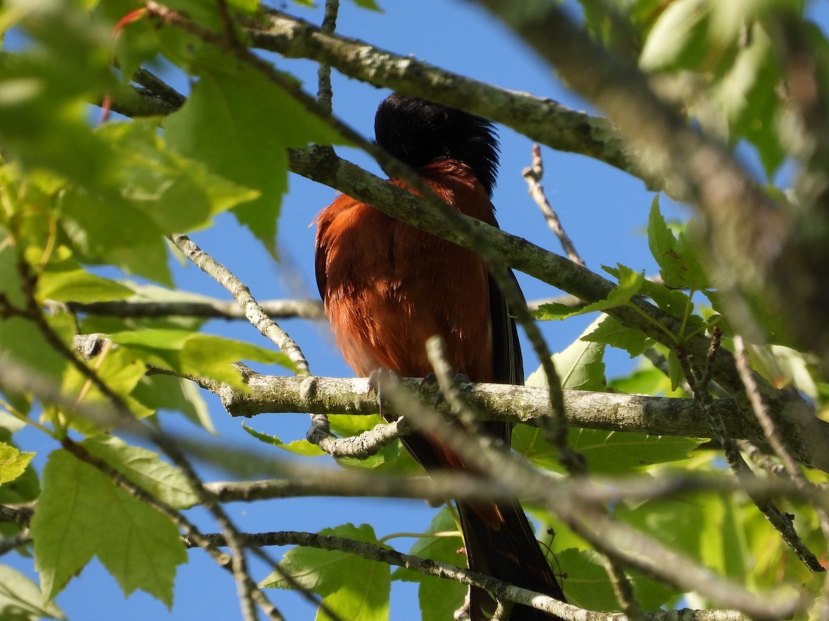 Orchard Oriole - ML619914262
