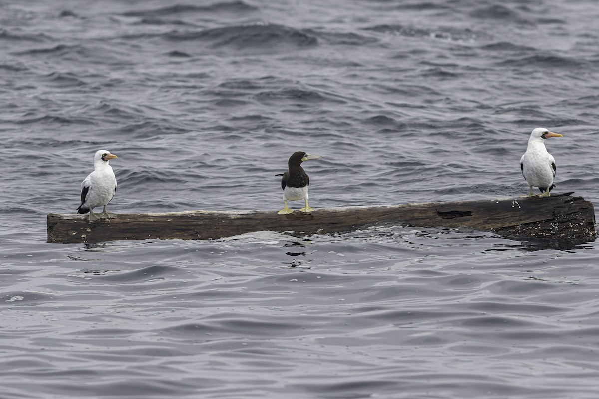 Brown Booby - ML619914292