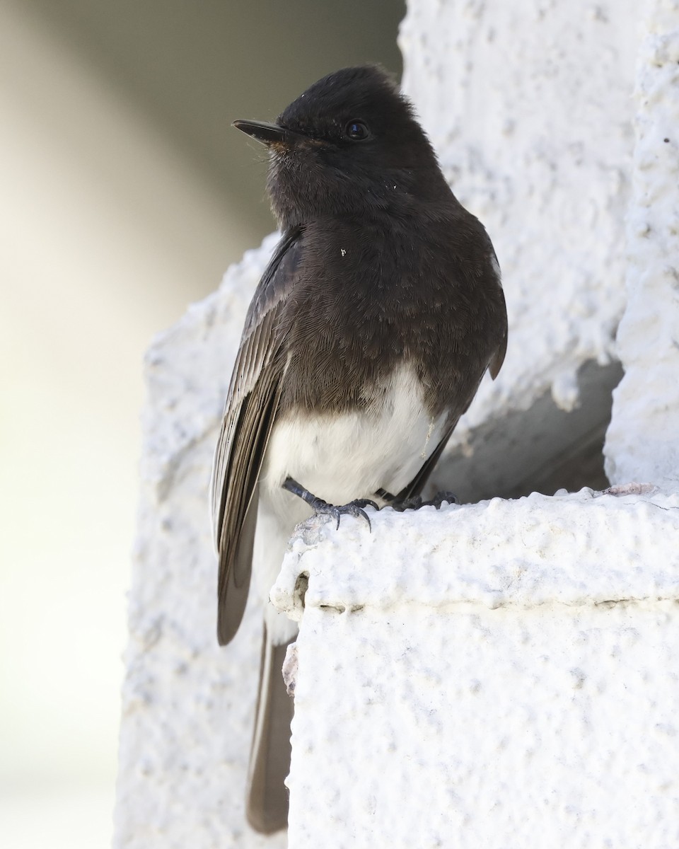 Black Phoebe - ML619914298