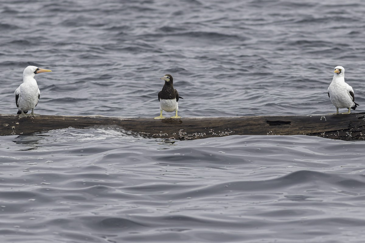 Brown Booby - ML619914308