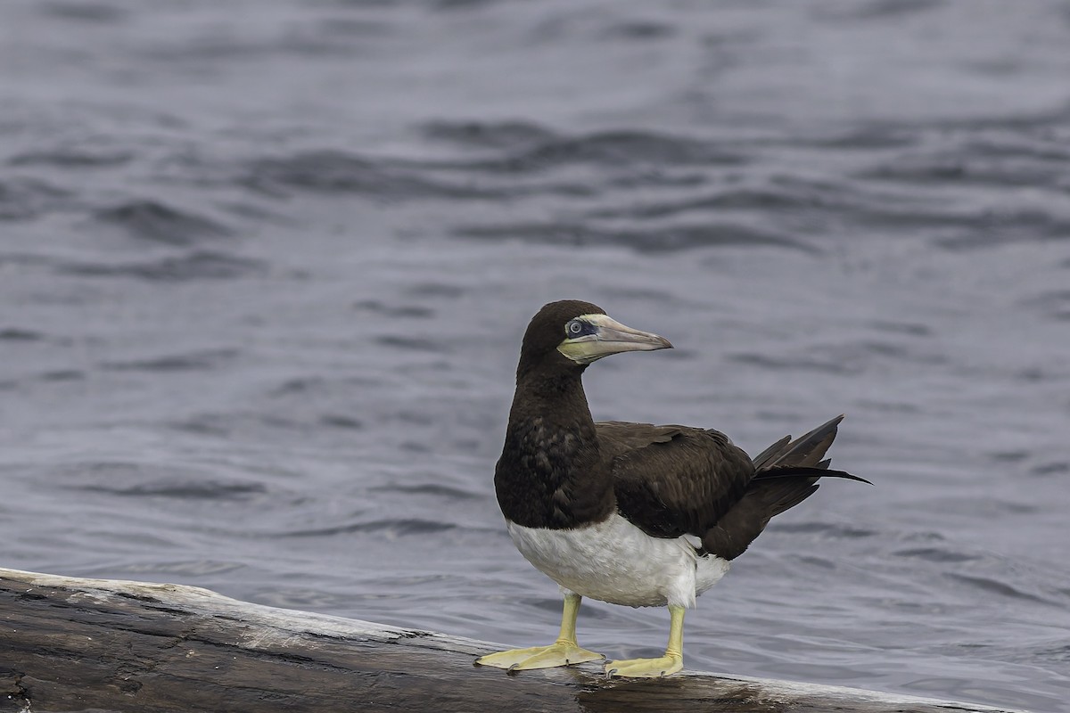 Brown Booby - ML619914329