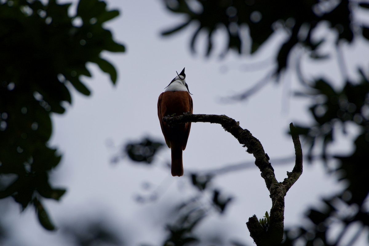 Three-wattled Bellbird - ML619914336