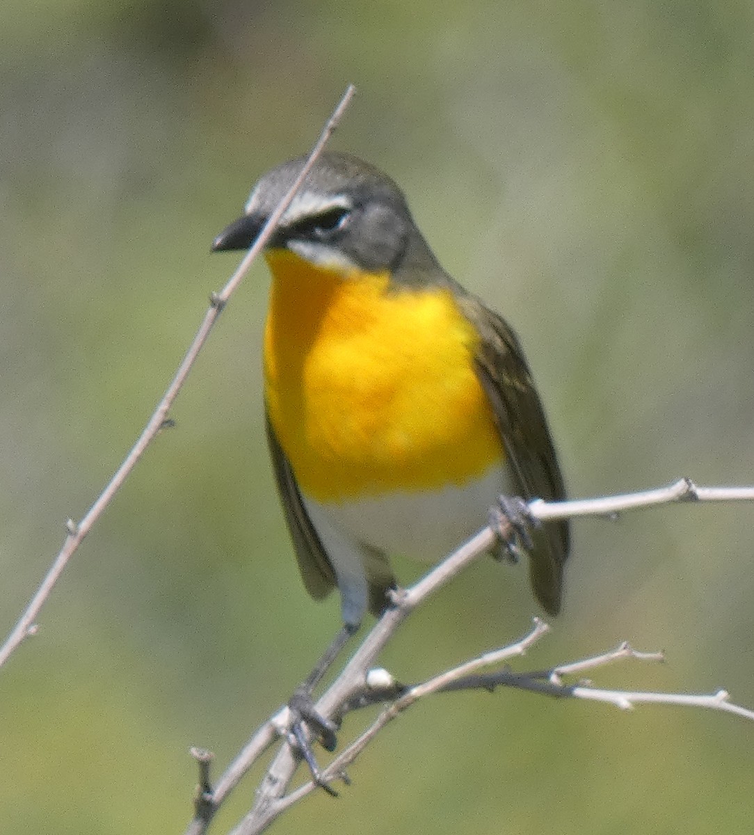 Yellow-breasted Chat - ML619914337