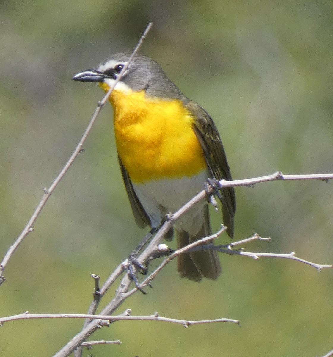 Yellow-breasted Chat - ML619914338