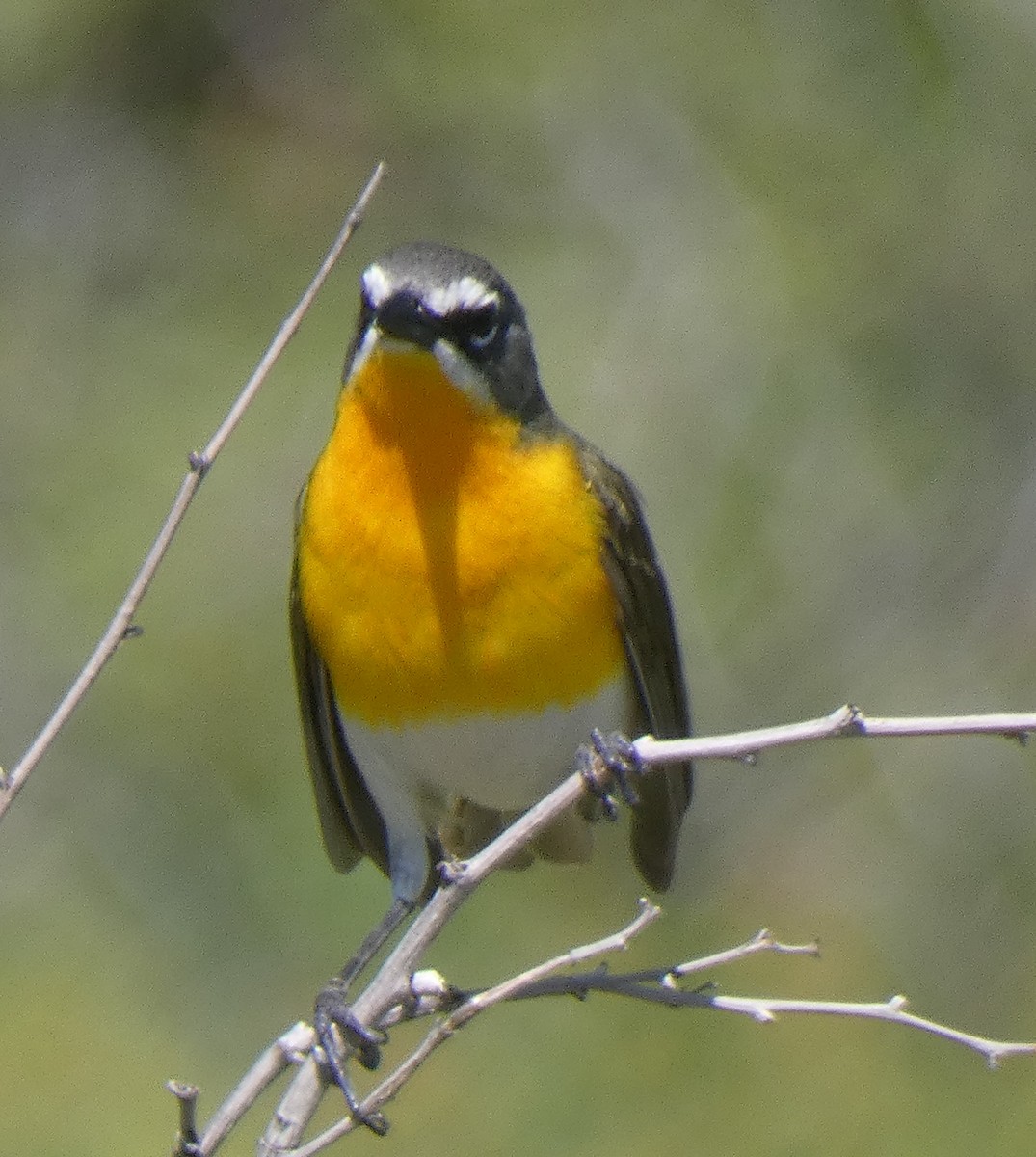 Yellow-breasted Chat - ML619914339