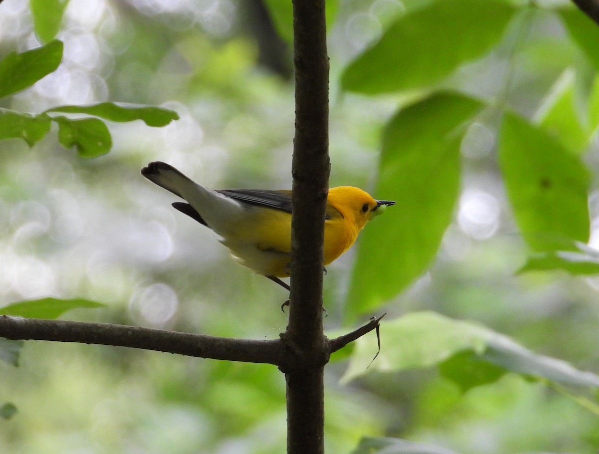 Prothonotary Warbler - Xina Jones