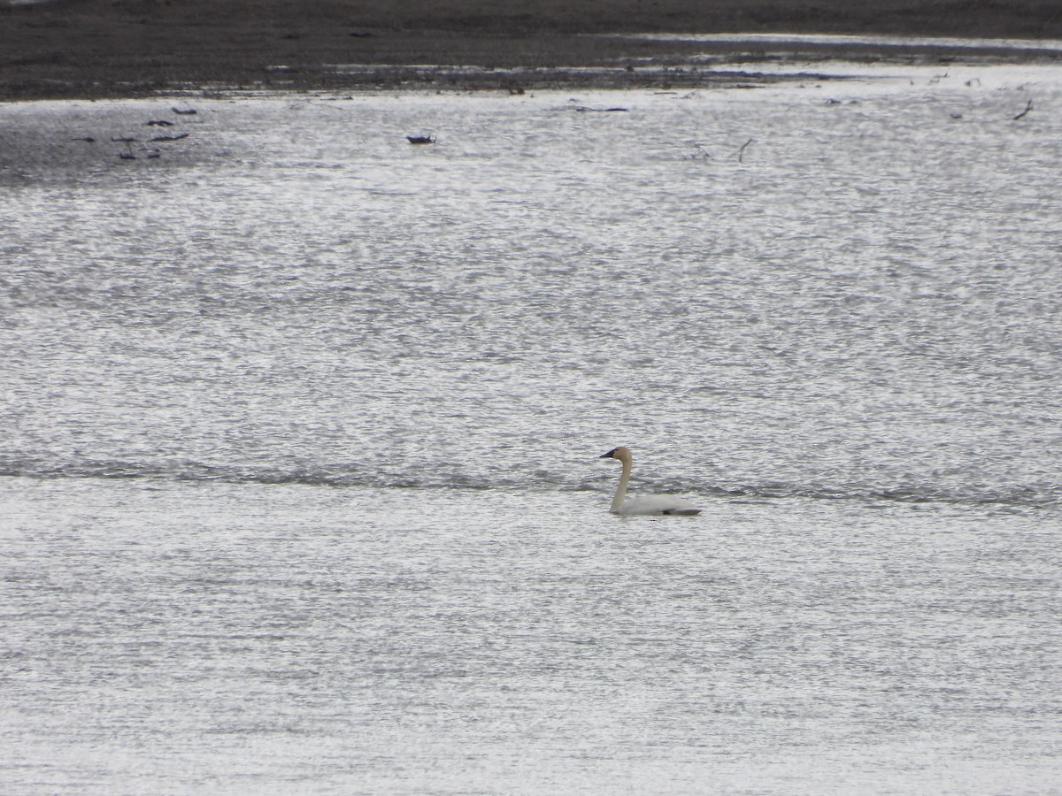 Tundra Swan - ML619914346