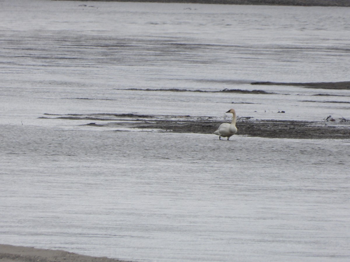 Tundra Swan - ML619914347