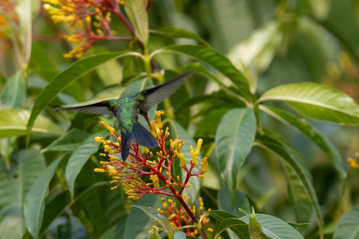 kolibřík Canivetův (ssp. salvini/osberti) - ML619914348