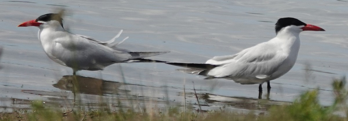 Caspian Tern - ML619914369