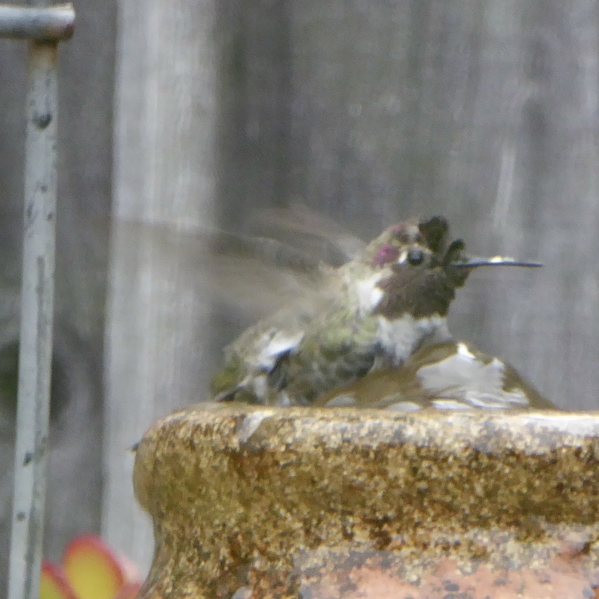 Anna's Hummingbird - ML619914380