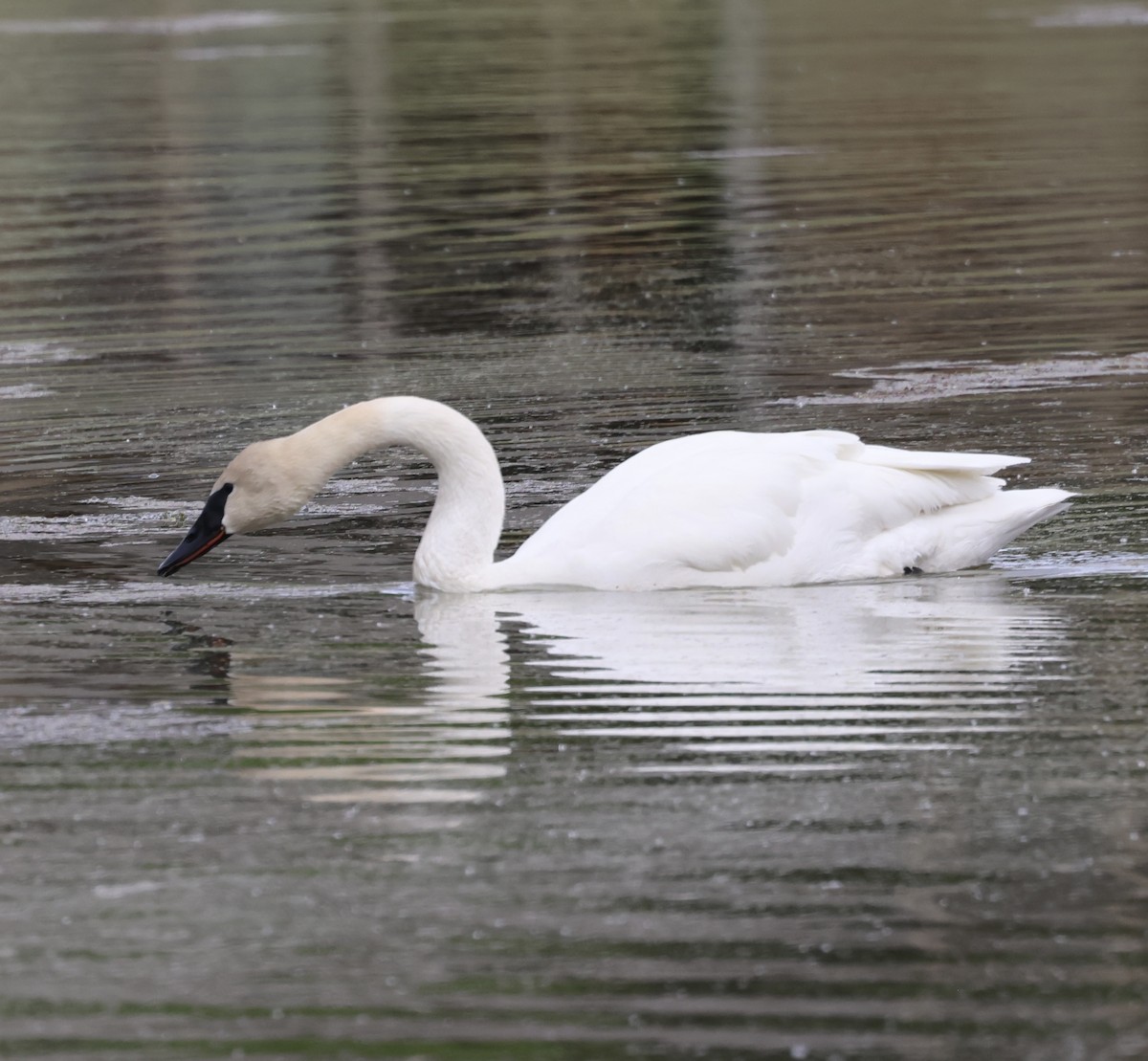 Trumpeter Swan - ML619914381