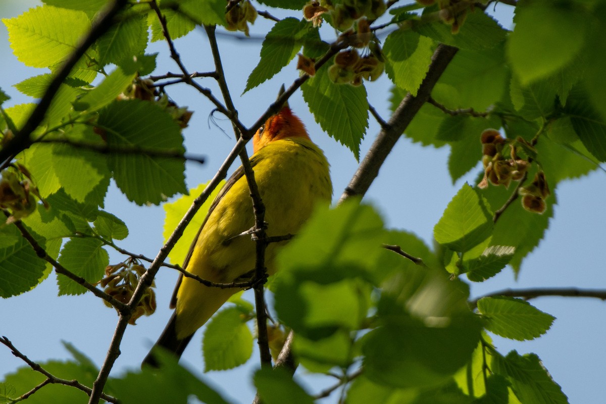 Western Tanager - ML619914392