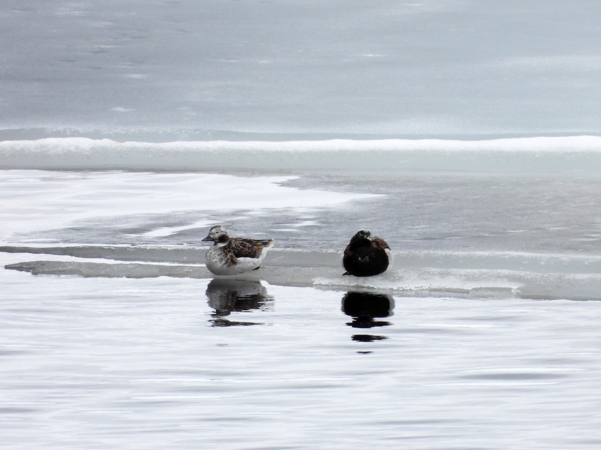 Long-tailed Duck - ML619914395