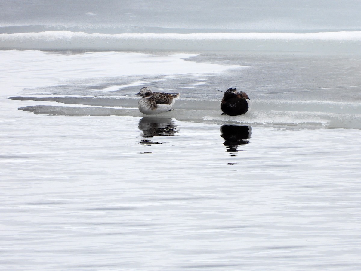 Long-tailed Duck - ML619914396