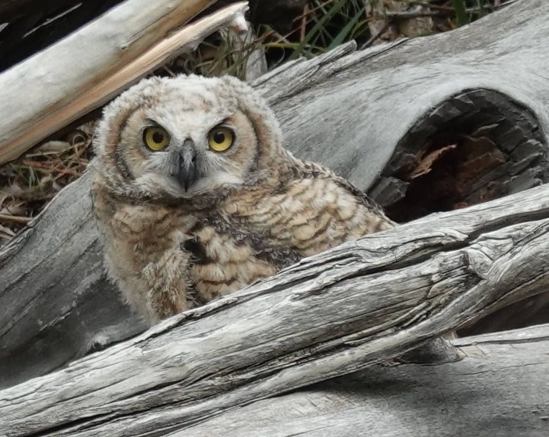 Great Horned Owl - ML619914427
