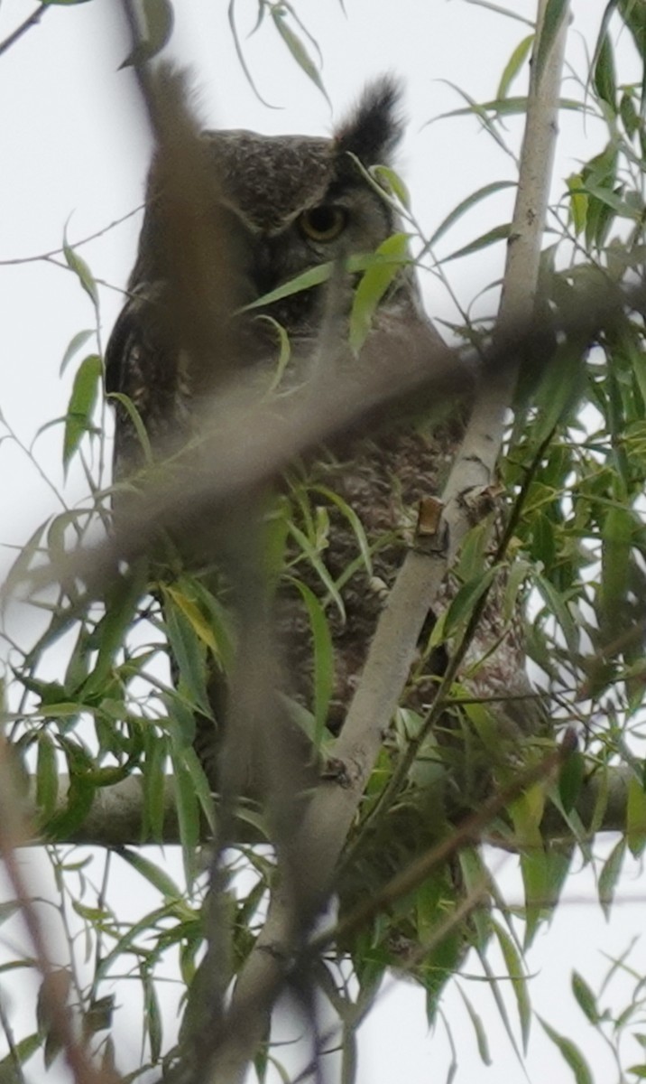 Great Horned Owl - ML619914428