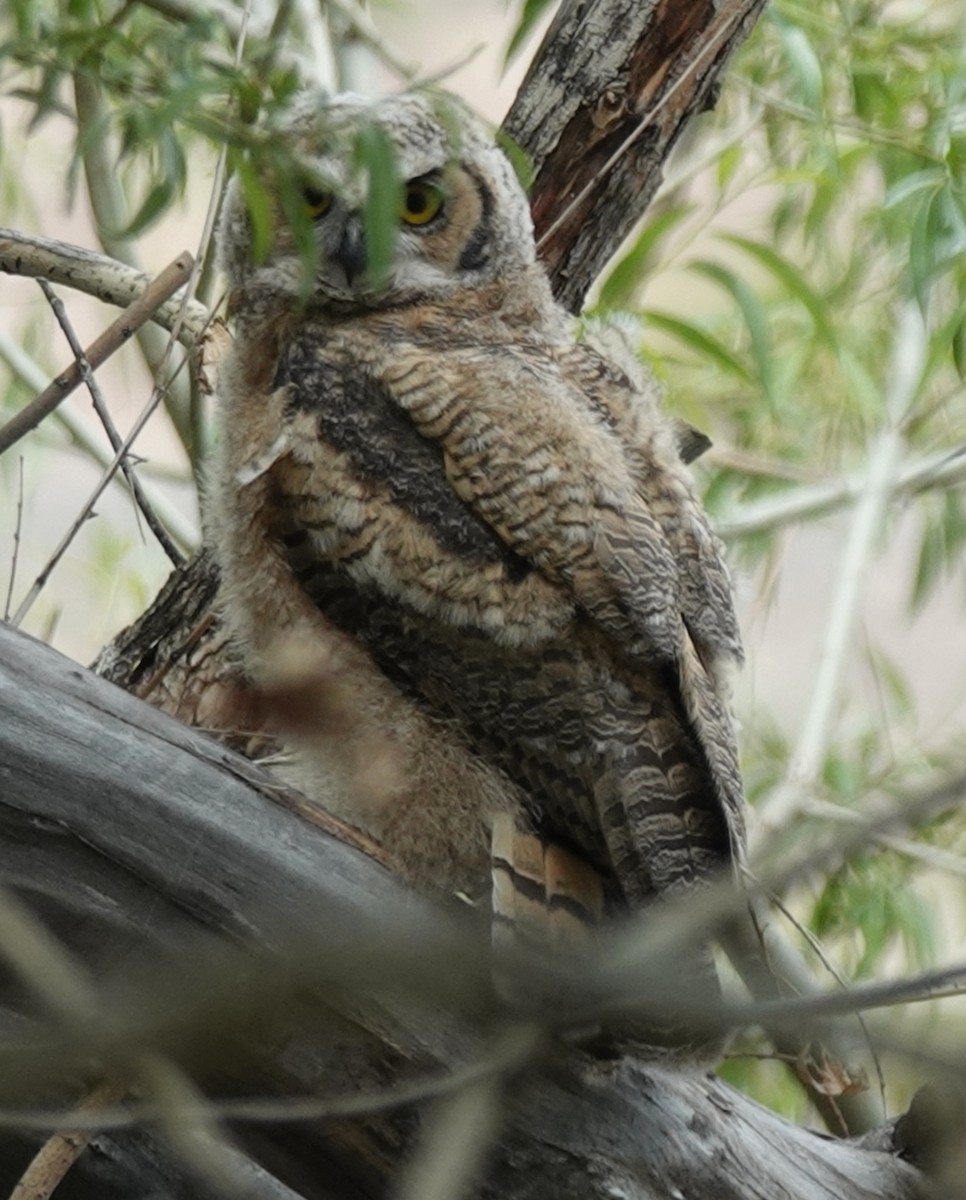 Great Horned Owl - ML619914429