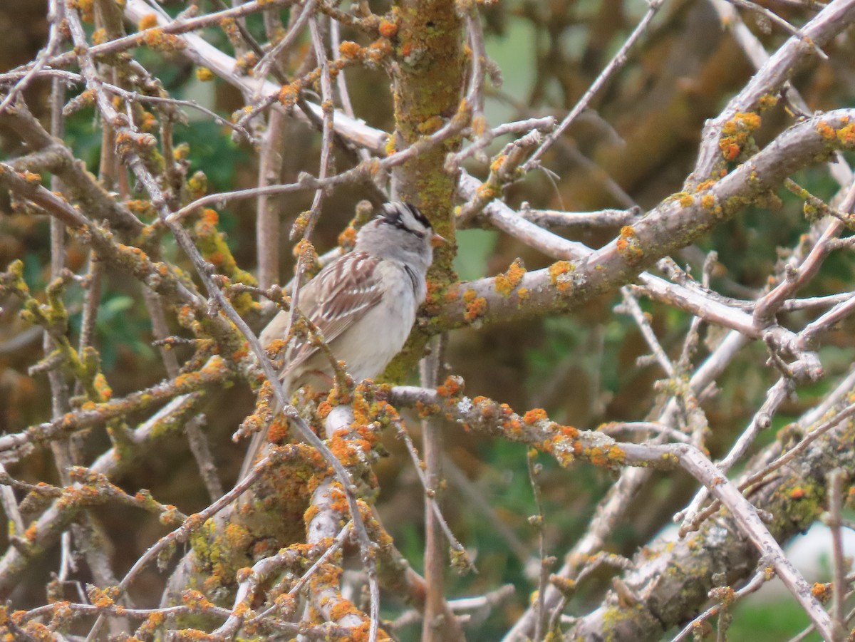White-crowned Sparrow - ML619914444