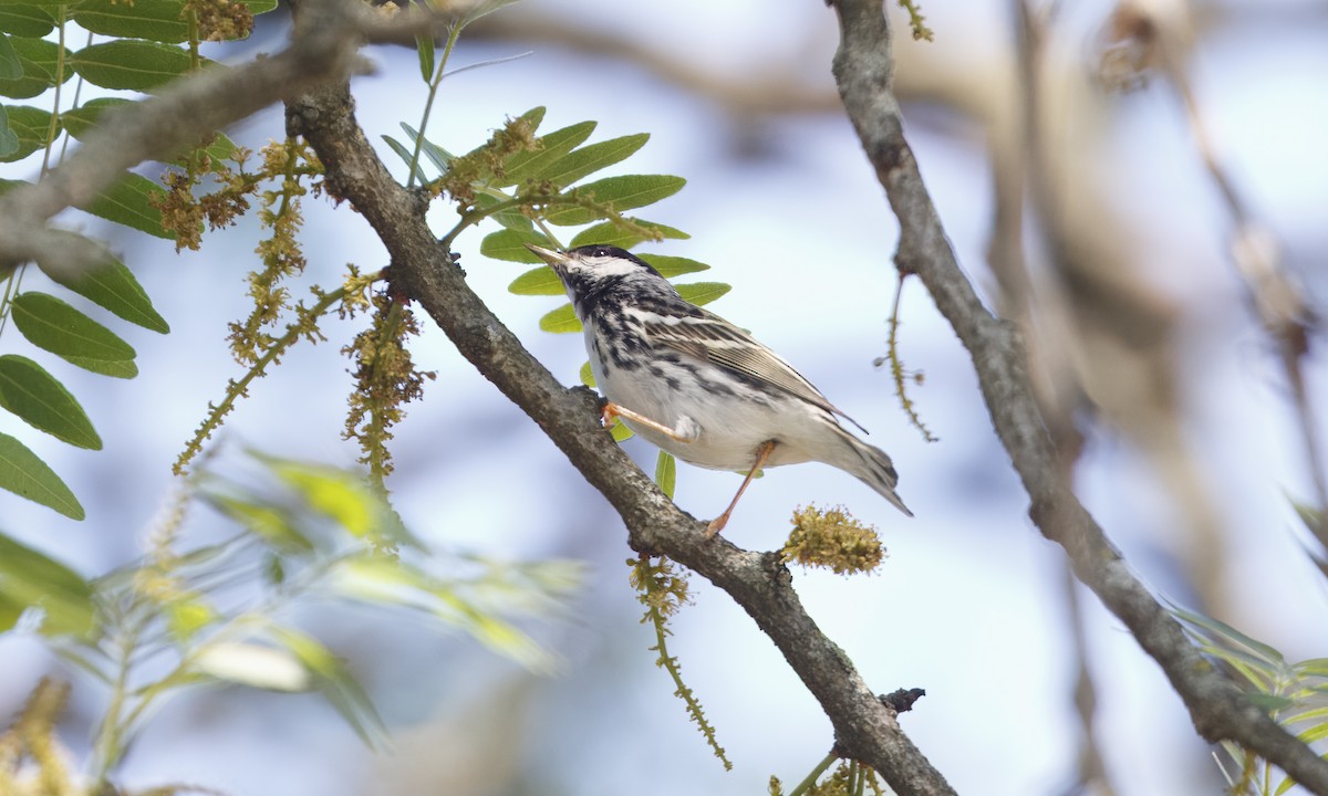 Blackpoll Warbler - ML619914451