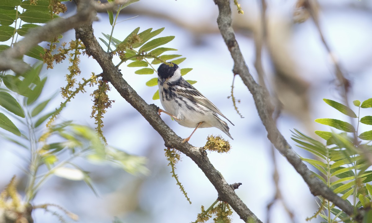 Blackpoll Warbler - ML619914452