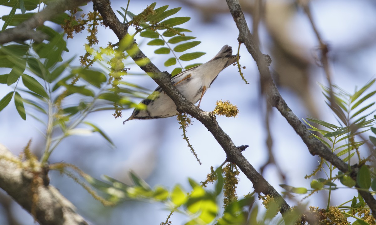 Blackpoll Warbler - ML619914453