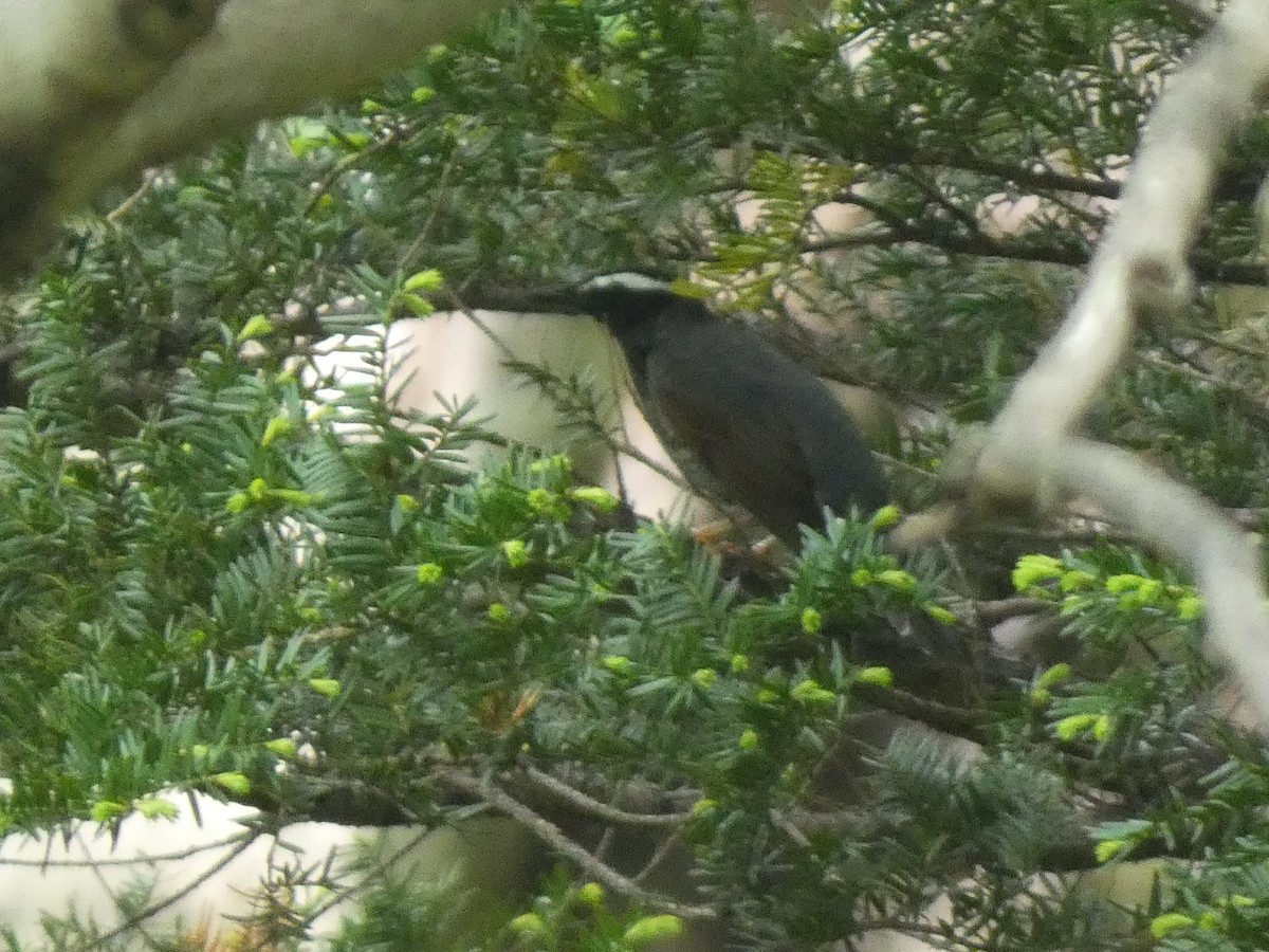 Siberian Thrush - ML619914455