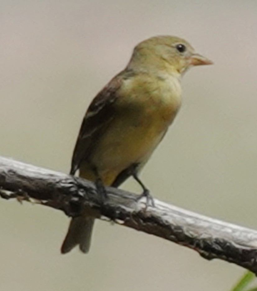 Western Tanager - ML619914458