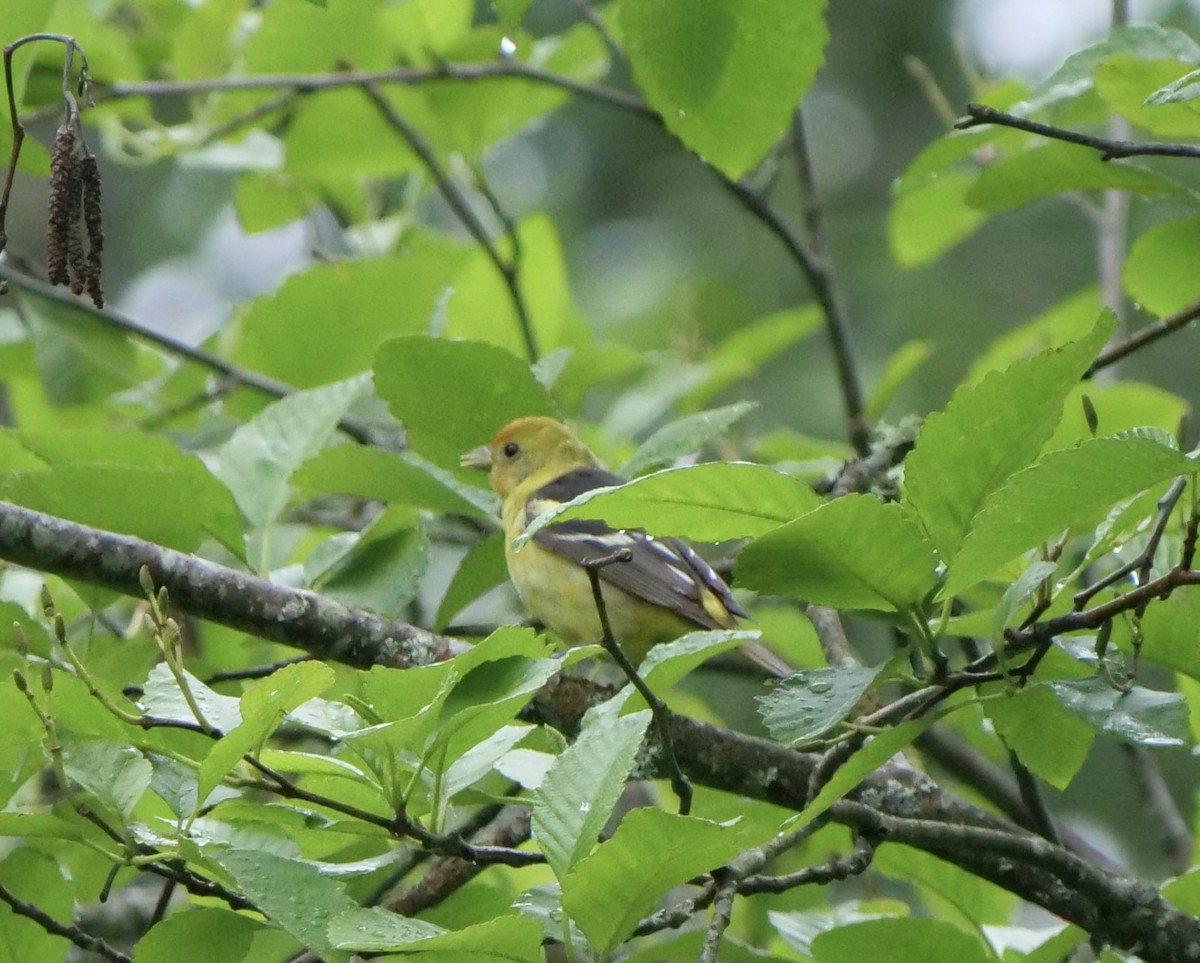 Western Tanager - ML619914468