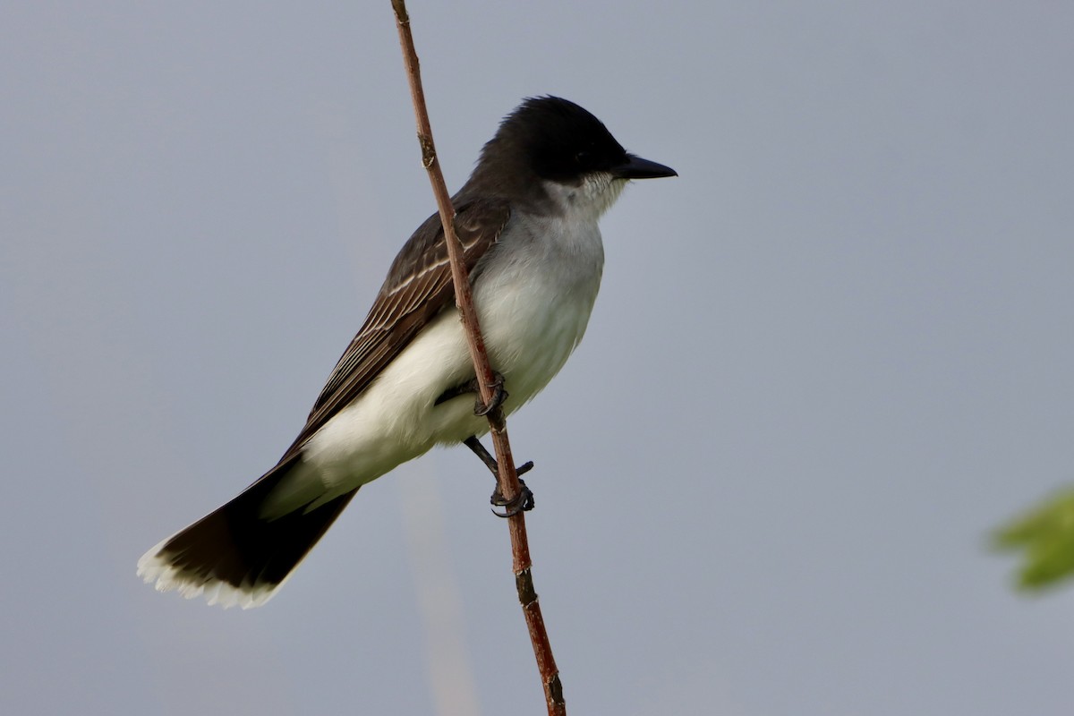 Eastern Kingbird - ML619914469