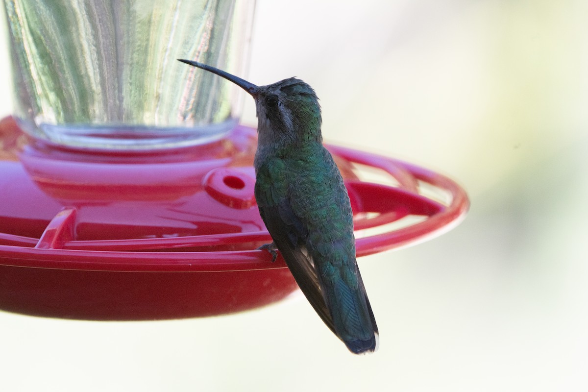 Broad-billed Hummingbird - ML619914470