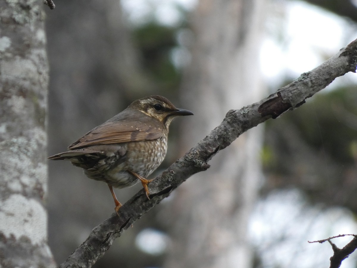 Siberian Thrush - ML619914472