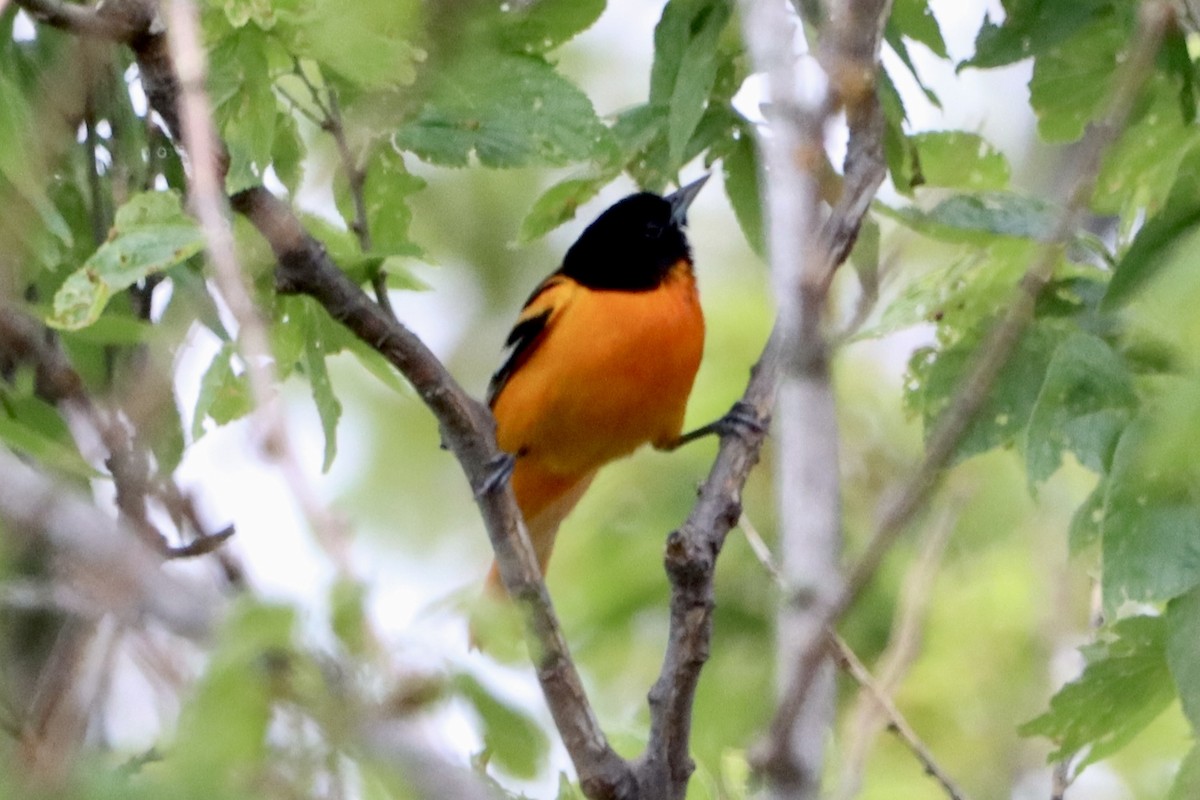 Baltimore Oriole - ML619914484