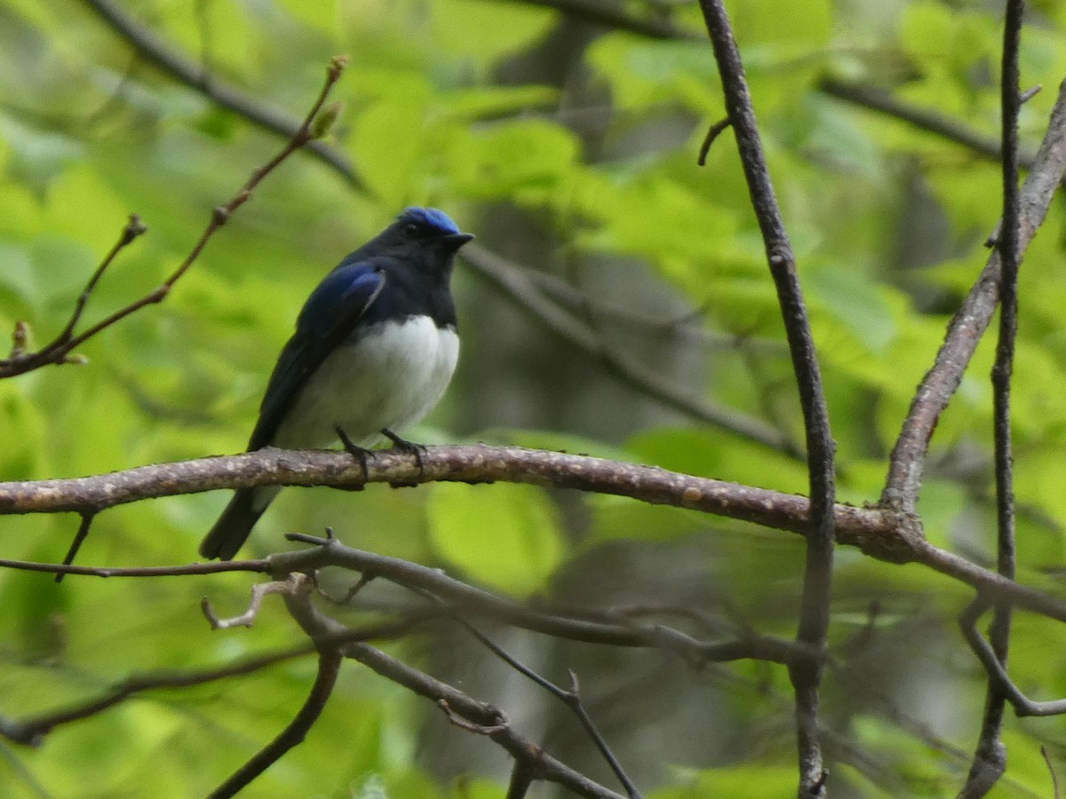 Blue-and-white Flycatcher - ML619914493