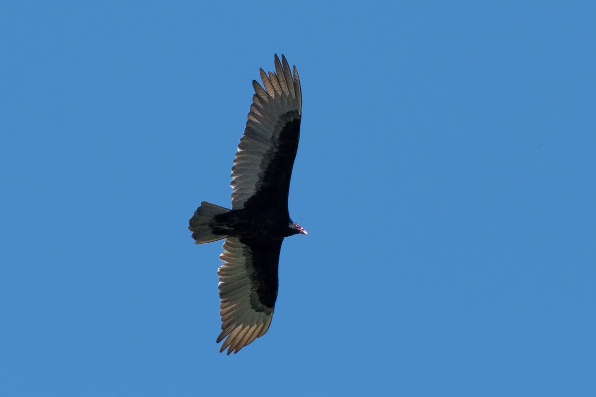 Turkey Vulture - ML619914521