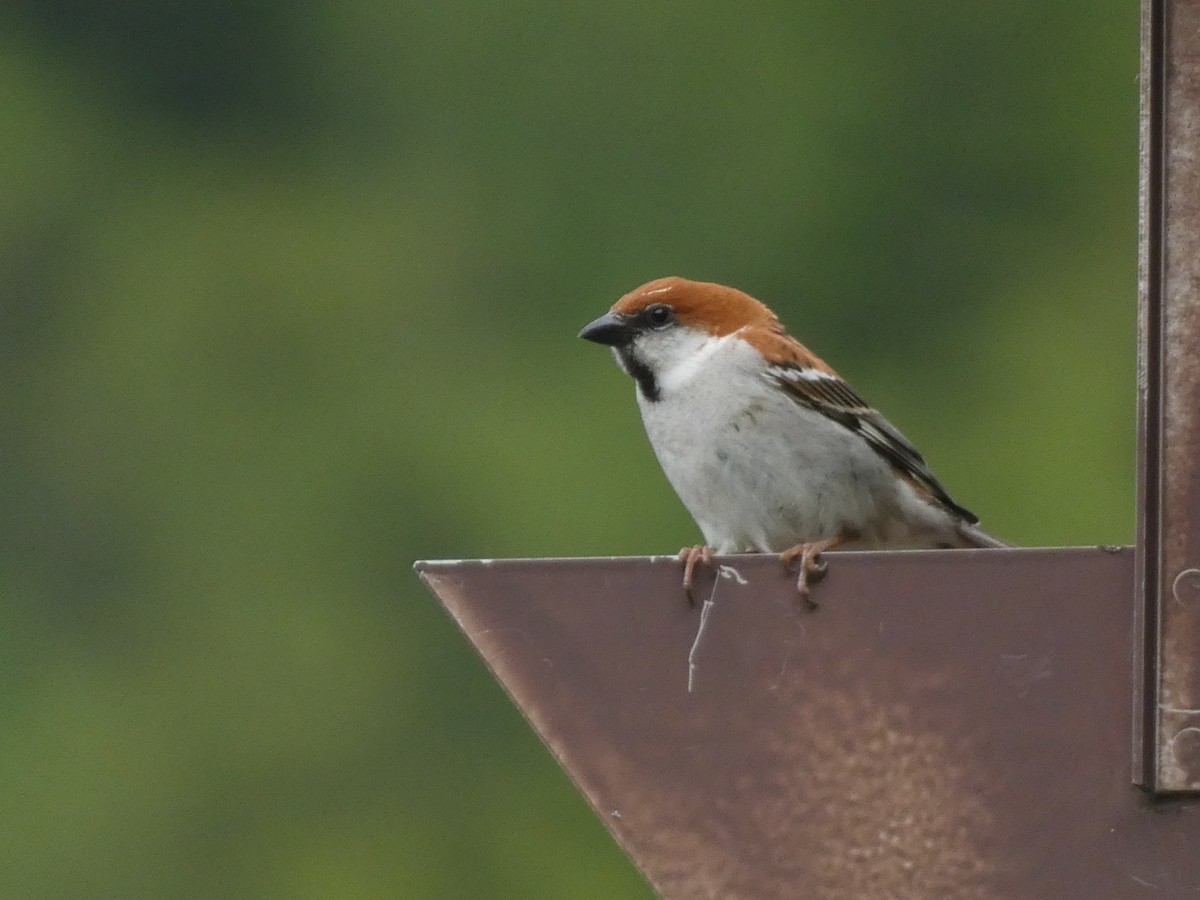 Russet Sparrow - ML619914528