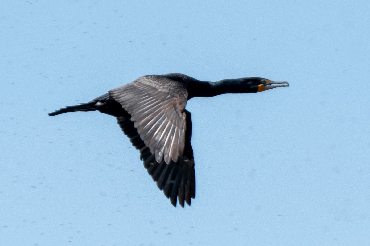 Double-crested Cormorant - ML619914539