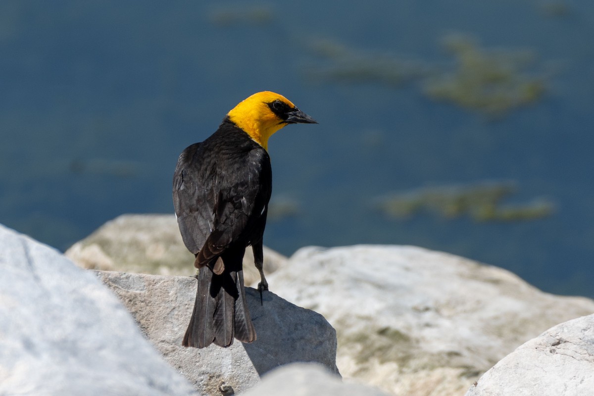 Yellow-headed Blackbird - ML619914549