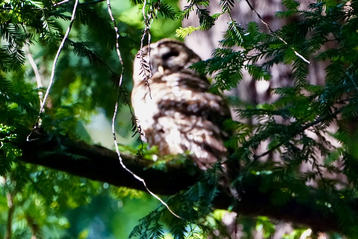 Spotted Owl (Northern) - ML619914563
