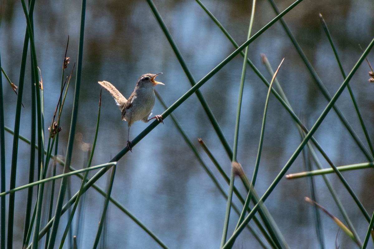 Marsh Wren - ML619914565