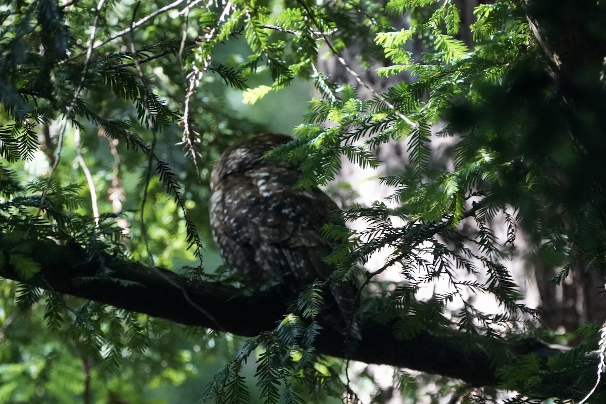 Spotted Owl (Northern) - ML619914567