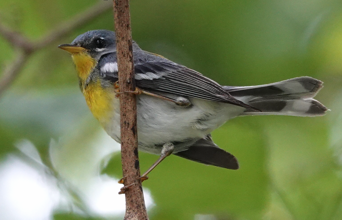 Northern Parula - ML619914568